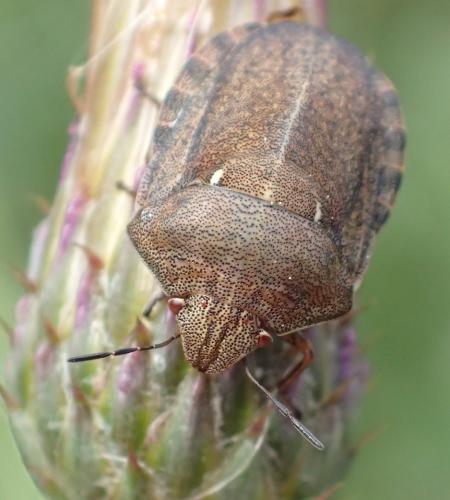 Réf. 307 960 : Eurygaster testudinaria